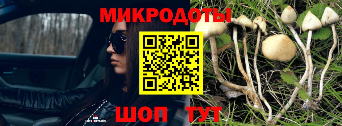 Псилоцибиновые грибы Cubensis Тавда